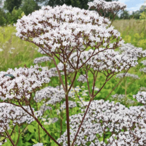 Clusters of white flowers with green stems in a natural setting.